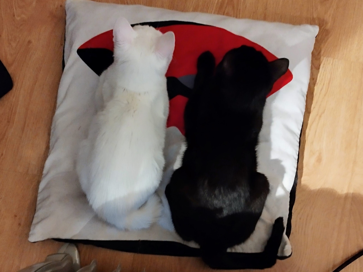 gatos yin yang